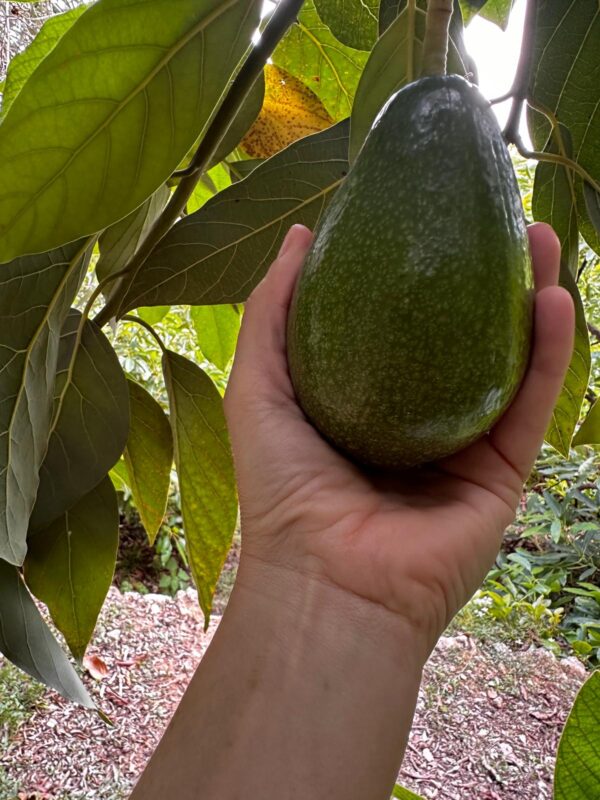 OFERTA 4 KG AGUACATE BACON (Solo envíos España) - Imagen 7