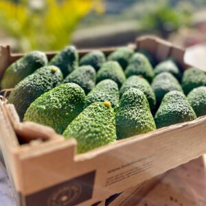 PACK 4KG DE AGUACATES