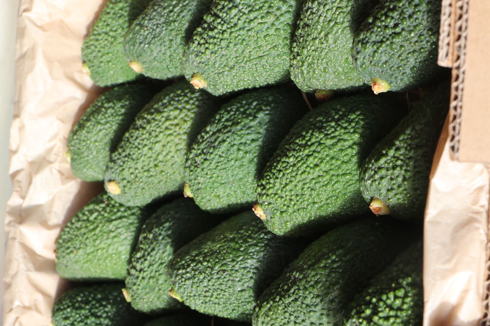 PACK 4KG DE AGUACATES - Imagen 4