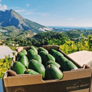 4 KG AGUACATE BACON (Solo envíos España)