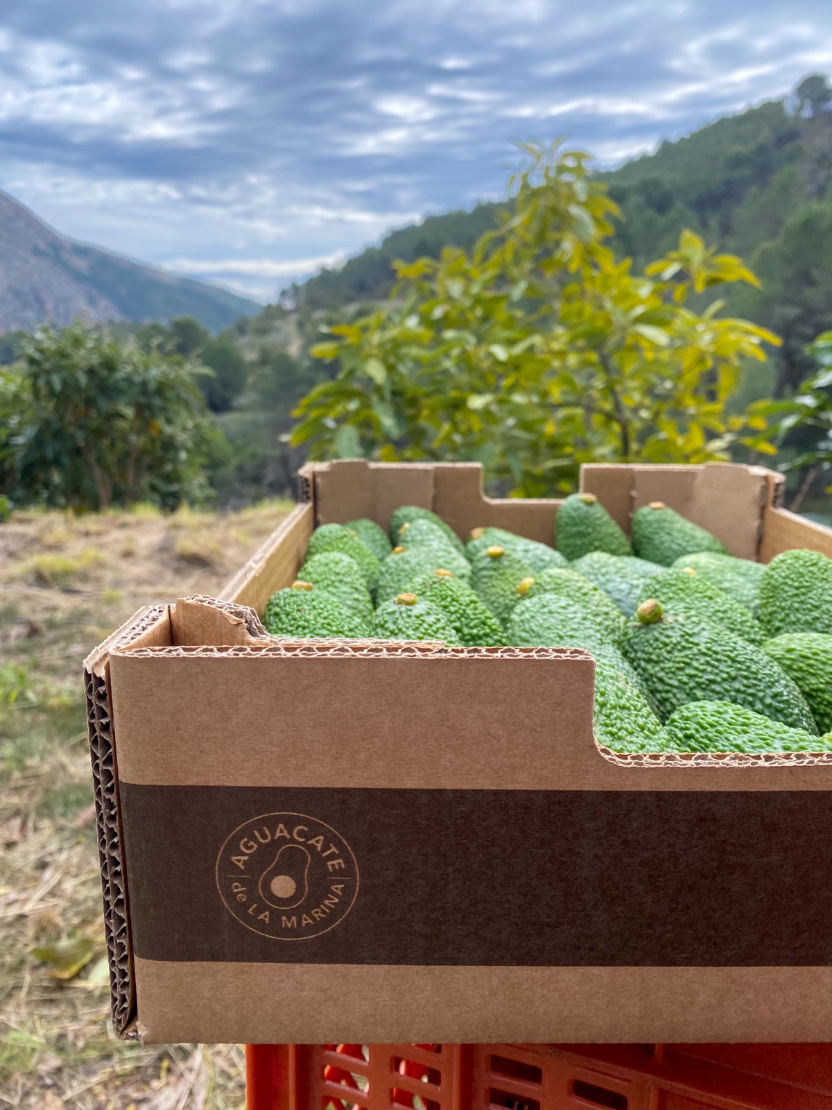 Caja de aguacates pequeños desde otro ángulo donde se ve nuestro logo Bolulla Valley