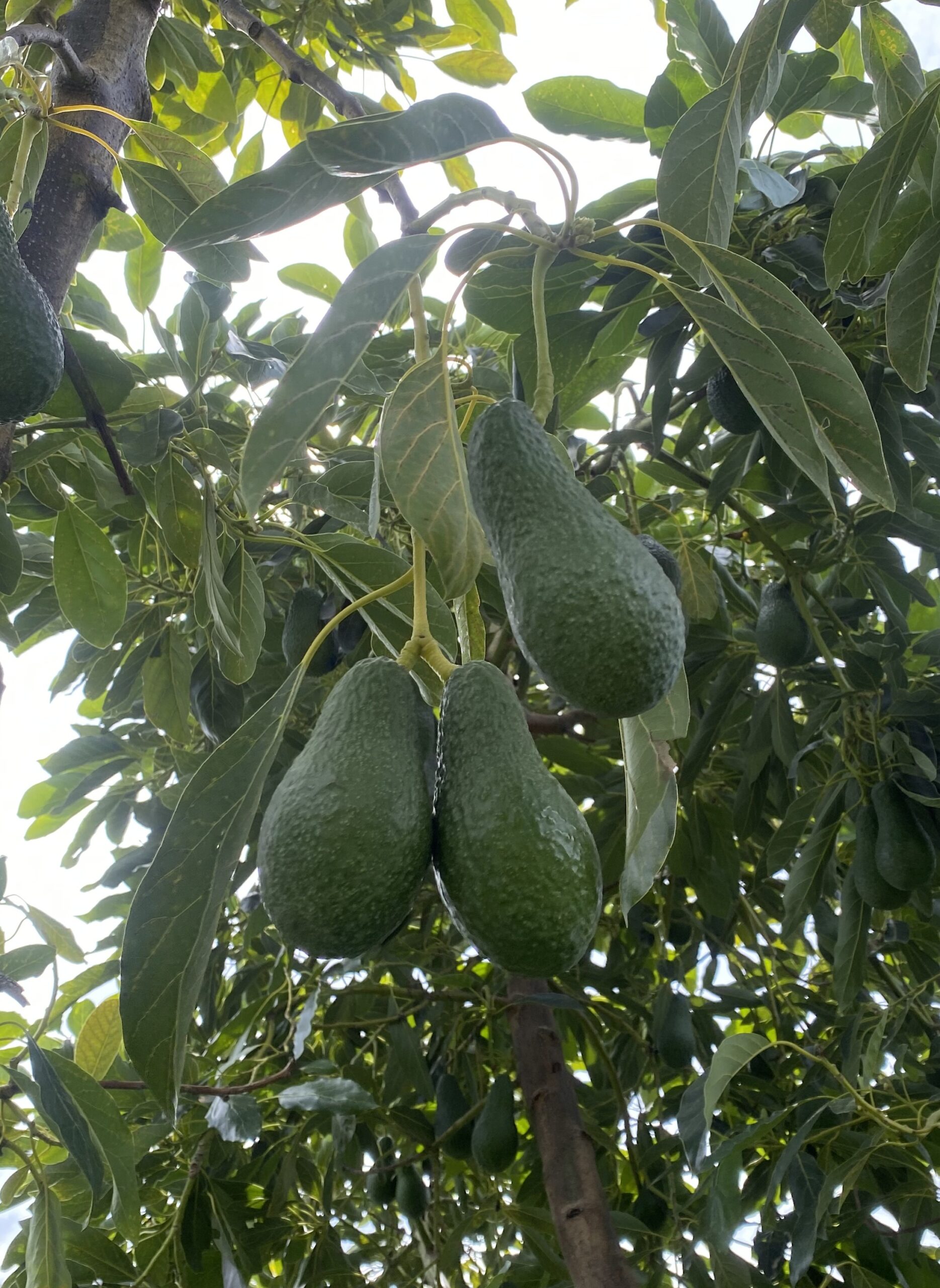 Aguacates en un árbol variedad lamb hass