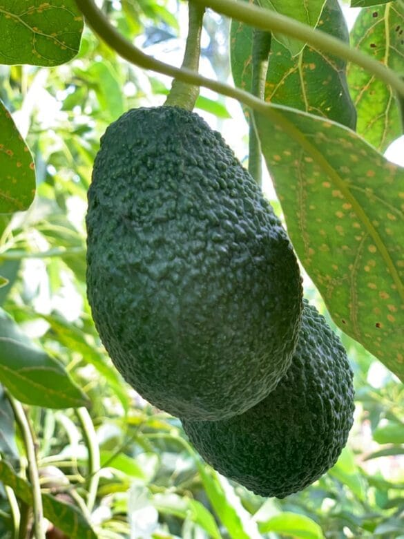 aguacates de La Marina