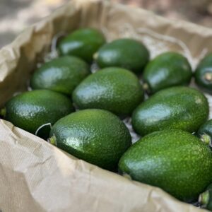 4 KG AGUACATE BACON (Sólo envíos España)
