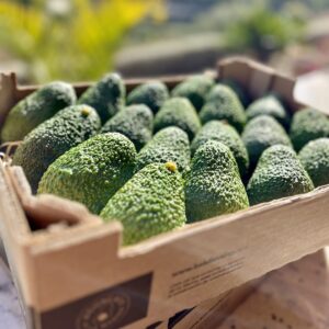 PACK 2 KG DE AGUACATES