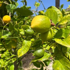 PACK 2 KG DE LIMONES FRESCOS